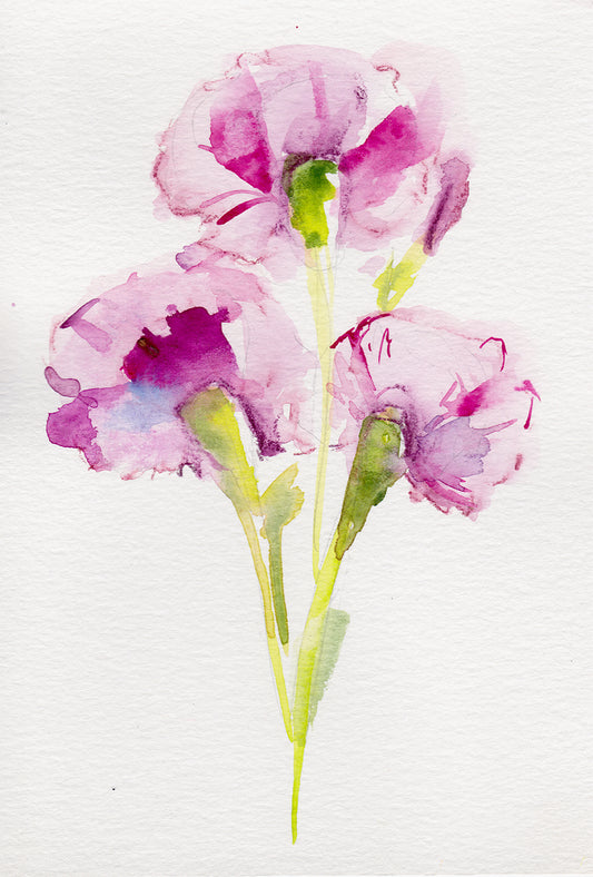 Carnation - January Birth Flower Art Print