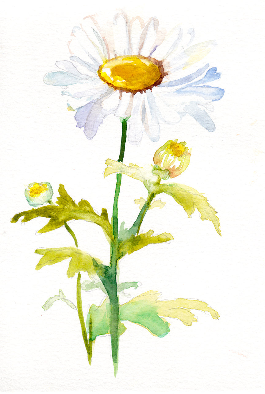 Daisy - April Birth Flower Original Painting