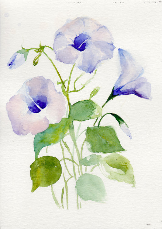 Morning Glory - September Birth Flower Art Print