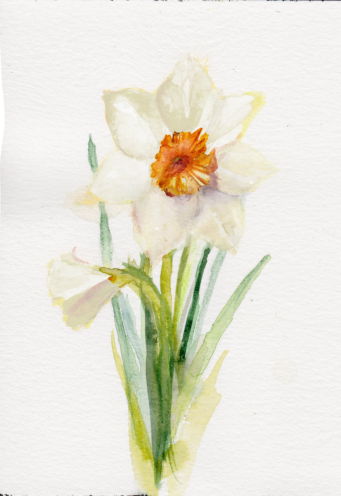 Narcissus - December Birth Flower Original Painting