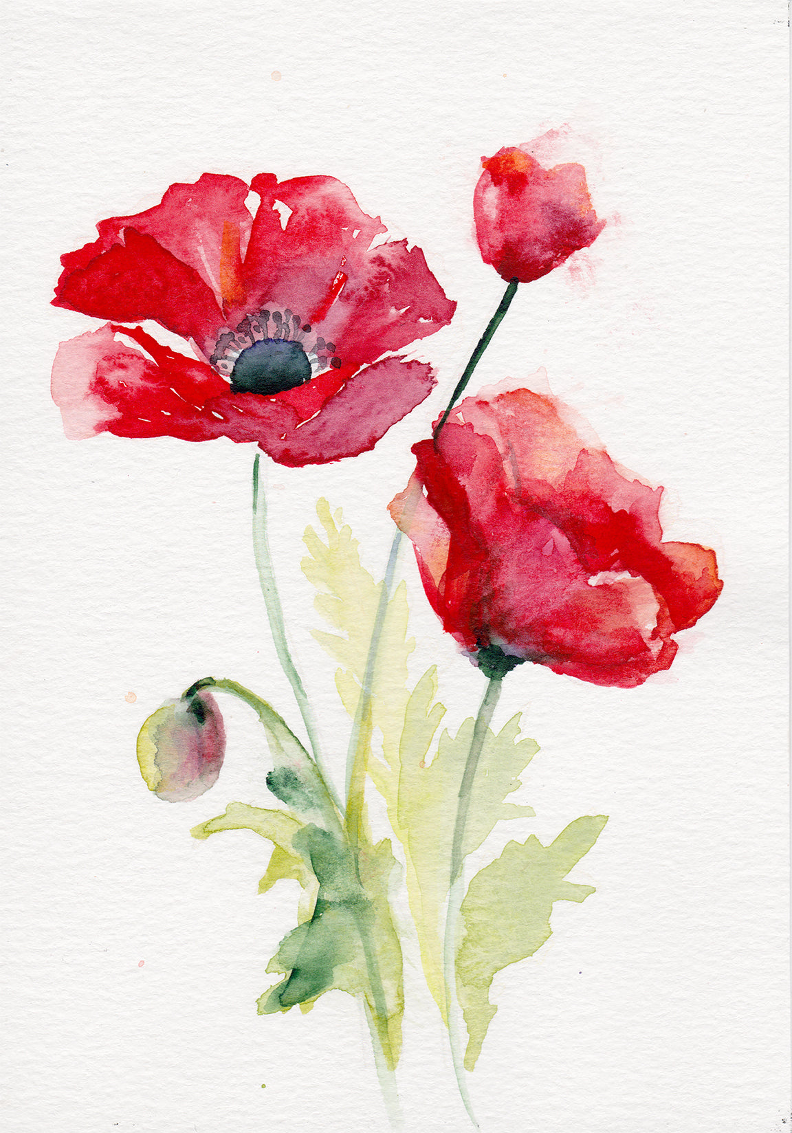 Poppy - August Birth Flower Art Print