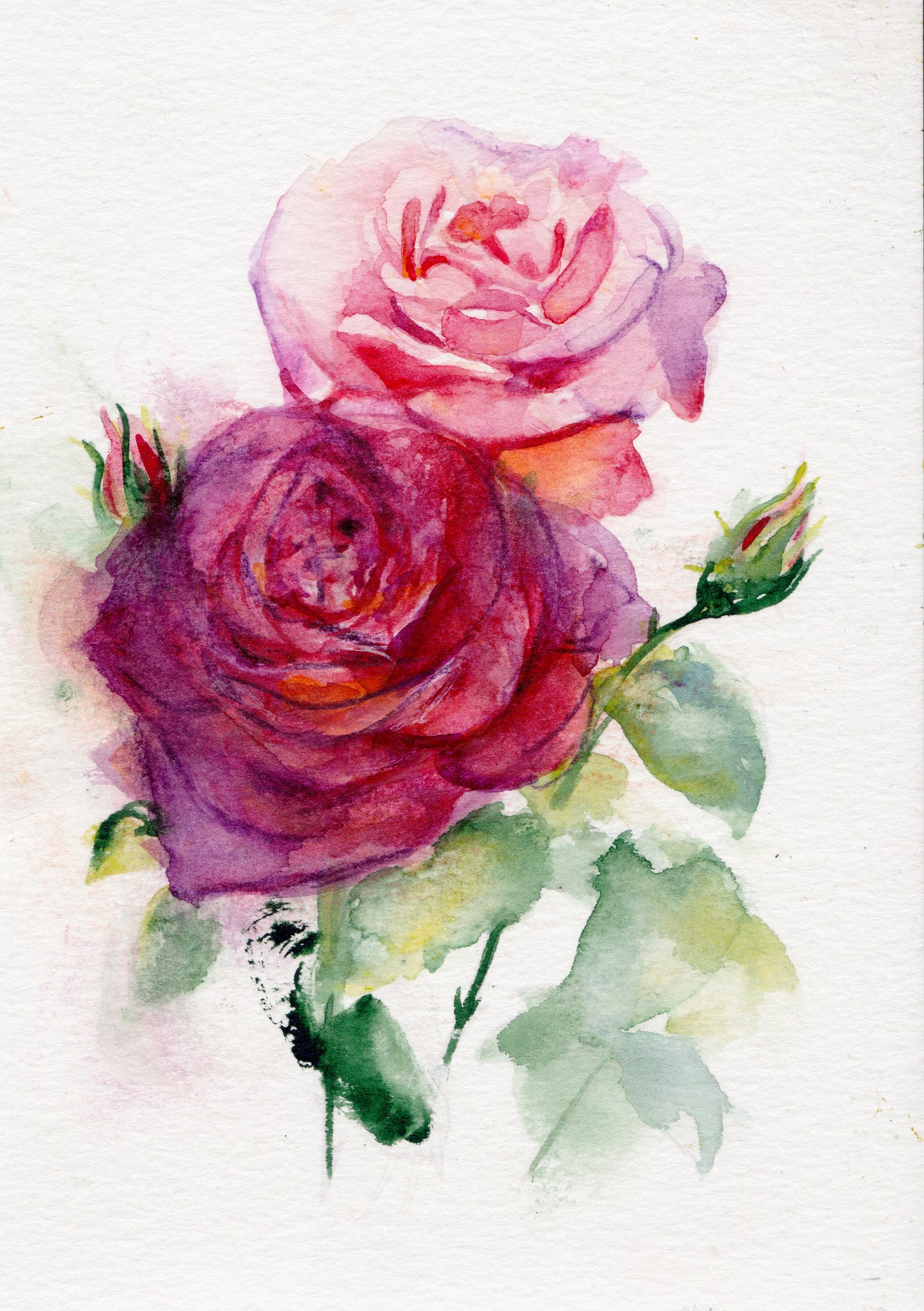 Rose - June Birth Flower Art Print